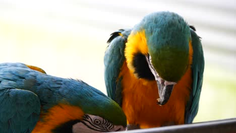un par de loros guacamayos azules y amarillos comiendo bocadillos en la naturaleza a cámara lenta