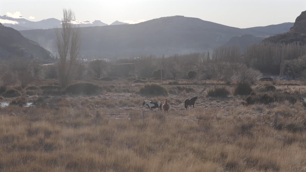 Sunny weather in Patagonian landscape where horses grazing with mountains in the background, Patagonia, Argentina