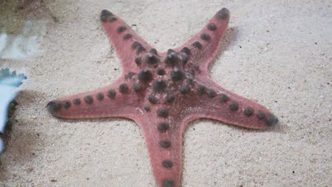 tropical exotic red star fish in white sand under clear water