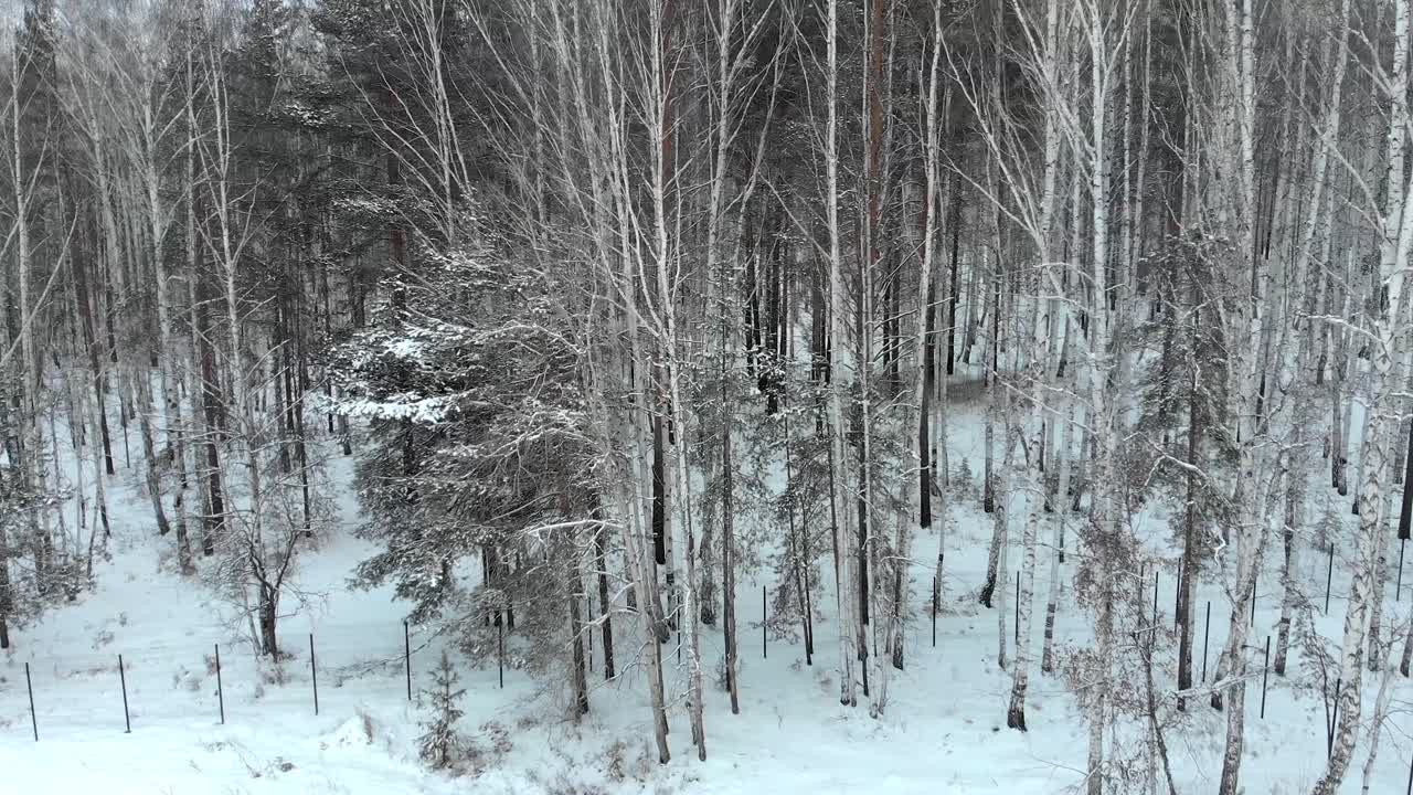 눈 덮인 겨울 숲