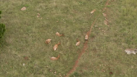 Drone-aerial-footage-of-a-Nyala-antelope-herd-laying-in-summer-grassed-savannah-after-heavy-rains