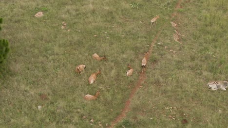 drone aerial footage of a nyala antelope herd laying in summer grassed savannah after heavy rains