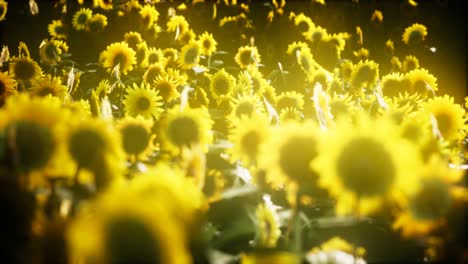 Sunflowers-blooming-in-Late-Summer