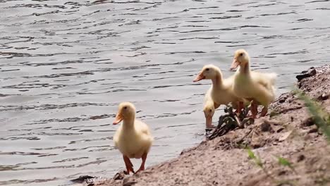 a group of ducklings walking and swimming along a riverbank, showcasing playful behavior and natural curiosity.