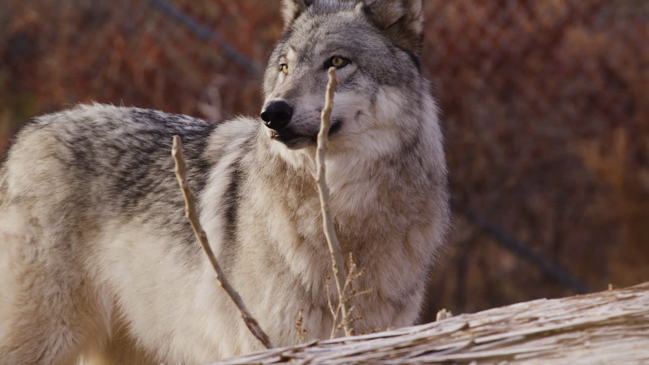 Wolf in the city standing in front of a fence