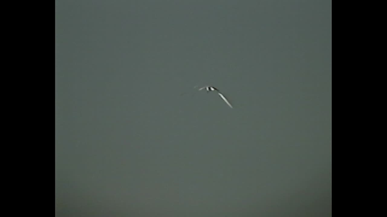 하늘에서 날아다니는 새들