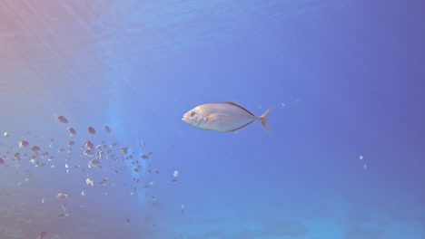 yellowfin tuna fish in the coral reef of the red sea of egypt , shot on 4k 100 fps