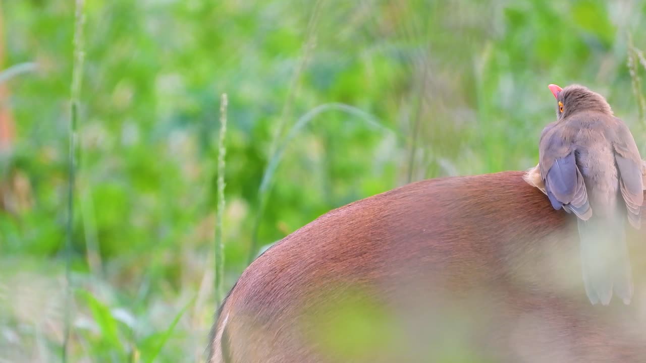 Close up shot of a bird on the back of a gazelle during the day in Limpopo and Mpumalanga in northeastern South Africa
