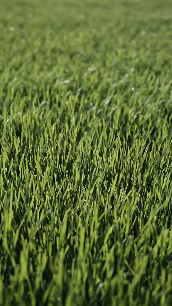 Las hojas de hierba verde se balancean en el viento