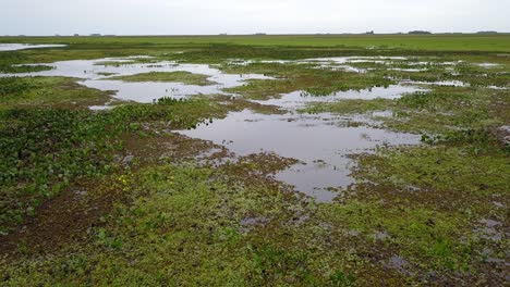 Wetlands-of-northeast-Argentina-shooted-with-drone