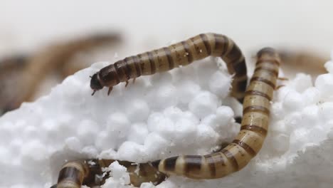 Giant-Mealworms-or-Morios-burrowing-into-polystyrene