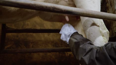 the process of cows getting milked at a dairy factory. technologically advanced modern farm. an automatic cow milking machine is being used. dairy industry. milking clusters working.