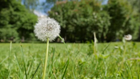 diente de león blanco en la hierba en un día soleado. fondo de la naturaleza