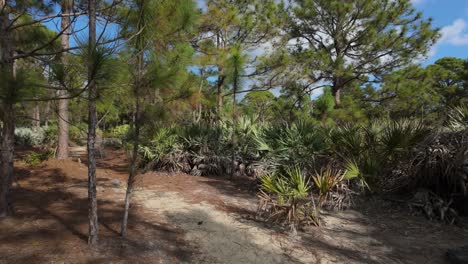 walking in the high ridge scrub near boynton beach florida looking for gopher tortoise on a beautiful sunny day