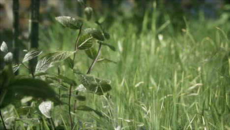 Hierba-Verde-Fresca-En-El-Bosque