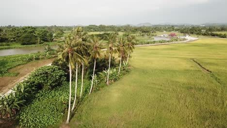 Aerial-row-of-coconut-trees-in-green-paddy-field-at-Kampung-Terus