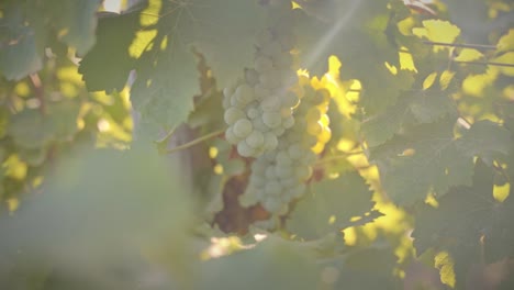 white grapes in vineyard with sun flares medium shot