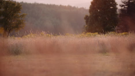 Dorf-Ländliche-Szene-Landwirtschaft-Landschaft-In-Der-Abenddämmerung-Im-Sommer