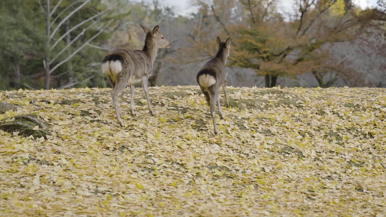 가을 장면에서 슬로우 모션으로 두 일본 꽃사슴