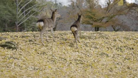 Dos-Ciervos-Sika-Japoneses-En-Cámara-Lenta-En-Escena-De-Otoño