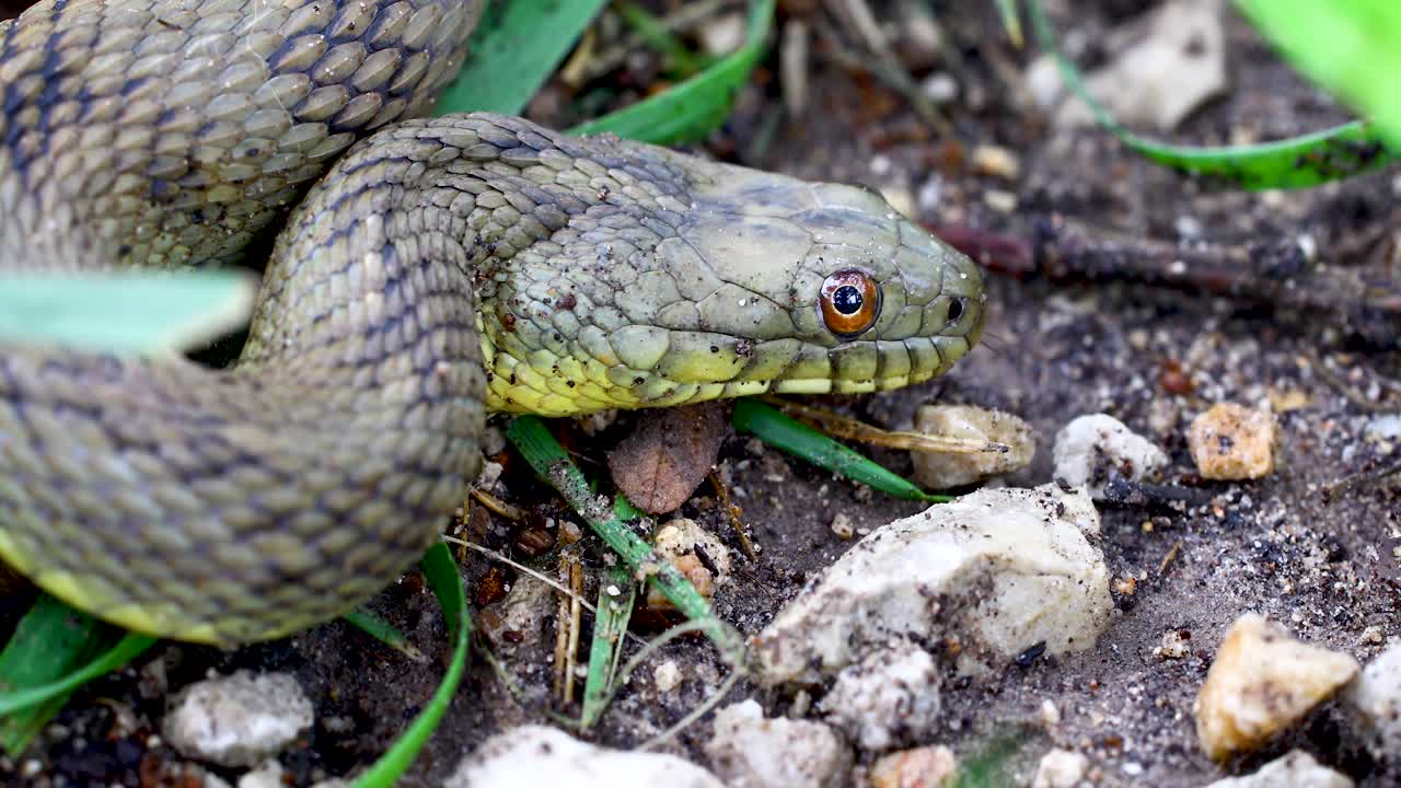 Static closeup video of a Diamondback Water Snake Nerodia rhombifer. Camera is showing a side view of the snake