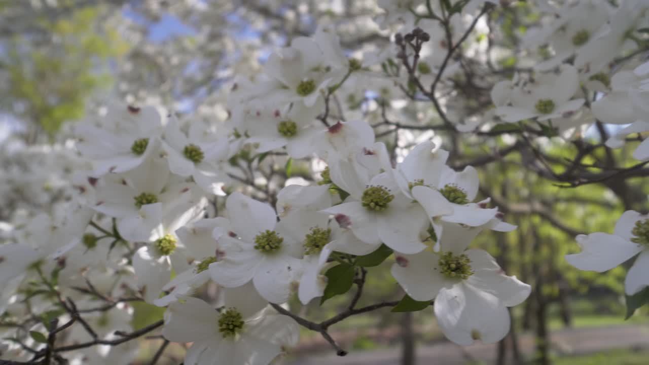 Dogwood Blossoms in Spring