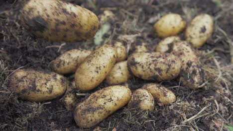 organically grown potatoes piling up 4k