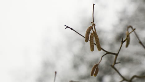 Früchte-Der-Bäume-Hängen