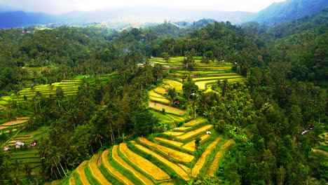 Yellow-fields-and-village-on-stepped-terraces-in-tropical-jungle,-Bali