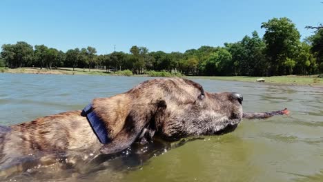 Plotthund-Schwimmt-Zurück-Zum-Ufer-In-Einem-See-In-Texas,-Nachdem-Er-Einen-Stock-Geholt-Hat