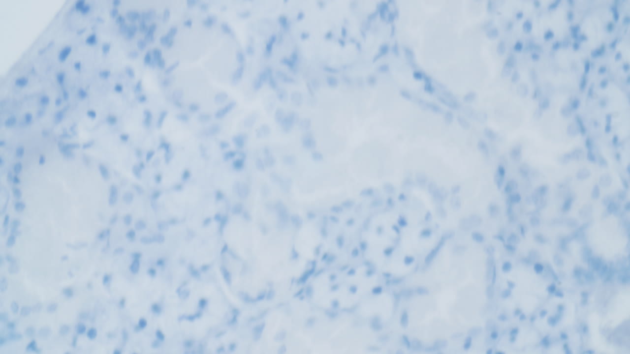 현미경으로 본 바이러스 구조 4