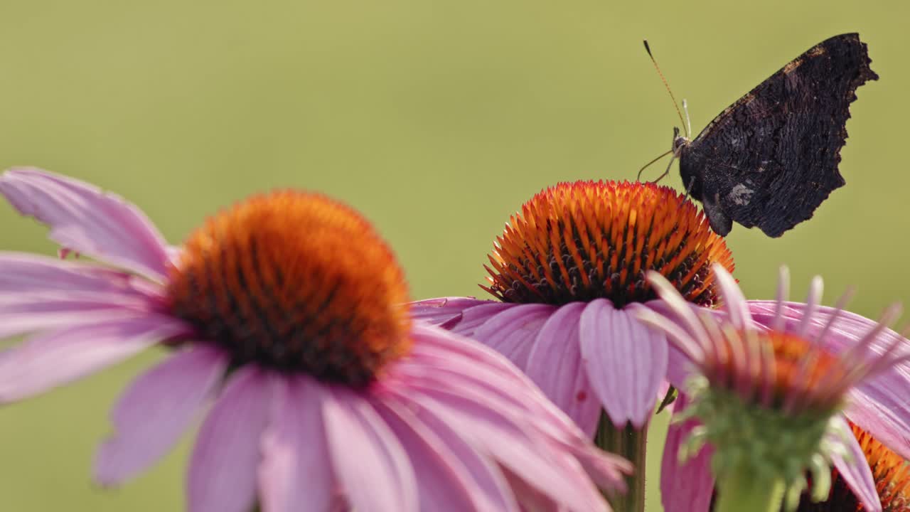 Small Tortoiseshell Butterfly eating Nectar From Purple Coneflower - macro, side view