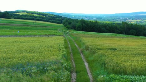 Aerial,-Flight-Above-Rural-Countryside-Landscape-With-Growing-Corn-Field-Morning-Sunrise