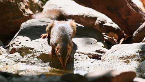 Nördliche-Spitzmaus,-Tupaia-Belangeri