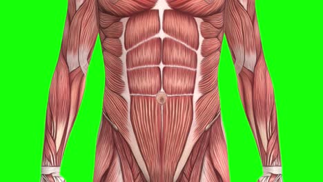 anatomía de los músculos masculinos en 3d de cerca en pantalla verde bucle sin costuras animación en 3d, vista delantera