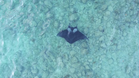 big manta ray in tropical saint lucia, filmed from drone in 4k, 30fps