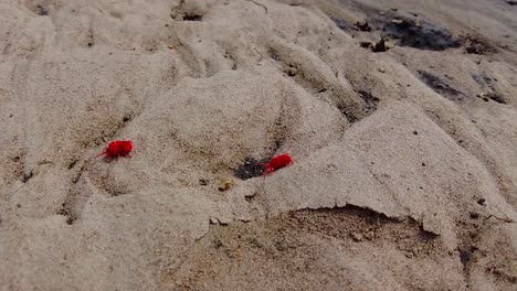 two red velvet mites and ant walking on wet sandy soil - cinematic close up, slow mo