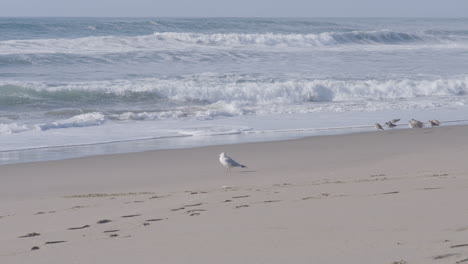 Slow-motion-shot-of-a-seagull