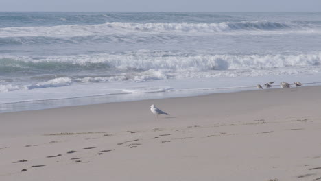 slow motion shot of a seagull