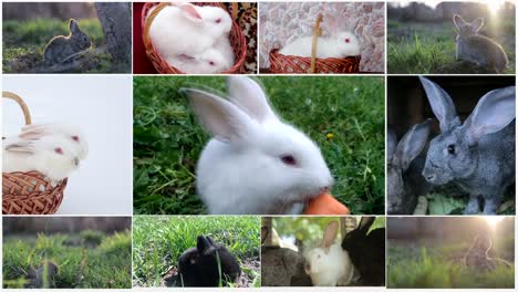 rabbits chroma key, white bunny sniffing and looks around, green grass with dandelions, spring time, close up view