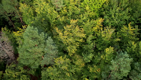 Grünes-Walddach-Mit-Sonnenlicht-Der-Goldenen-Stunde-In-Polen,-Luft