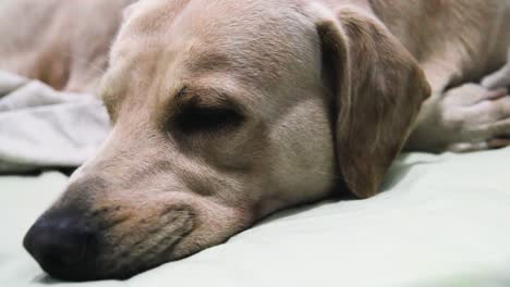 Labrador-retriever-trying-to-get-some-sleep