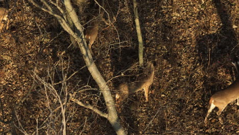 Herd-Of-White-Tailed-Deers-Foraging-In-The-Wilderness