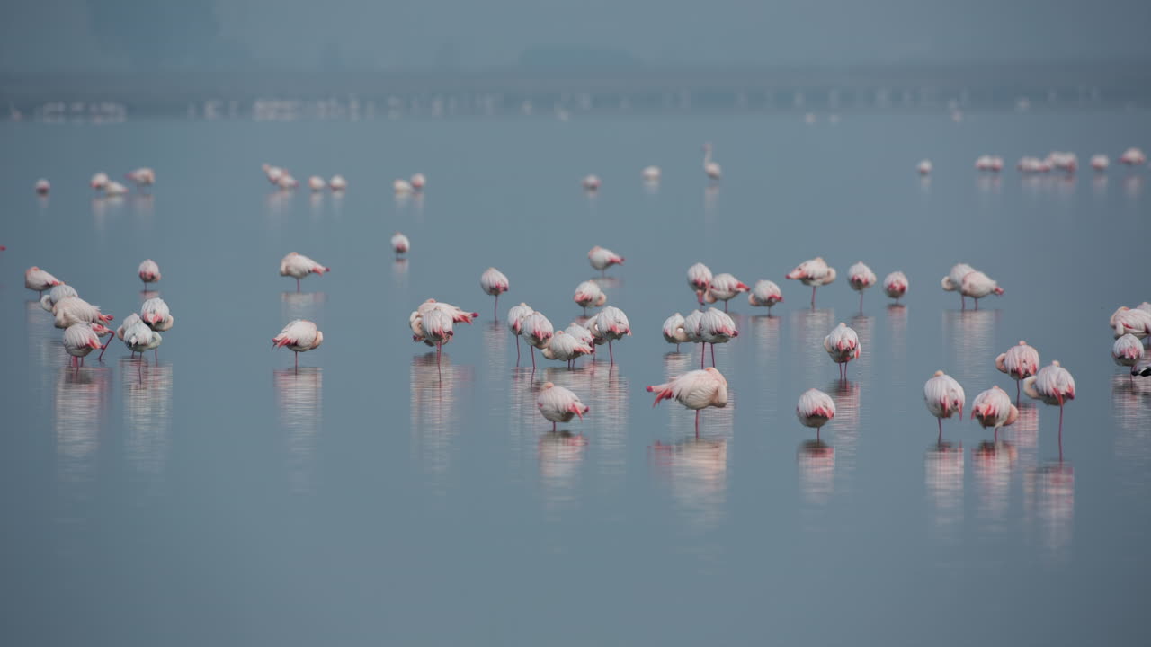 flamingos in shallow delta water in winter