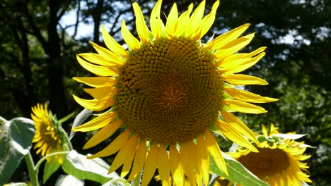 sunflower fields in tokyo, japan