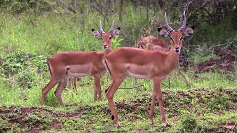 impalas still then move away