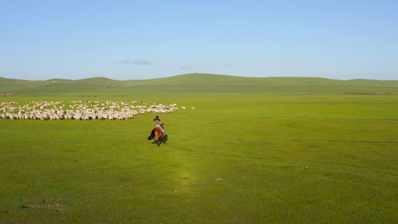 женщина едет на лошади к стаду овец, чтобы вести их в зеленой луговой долине