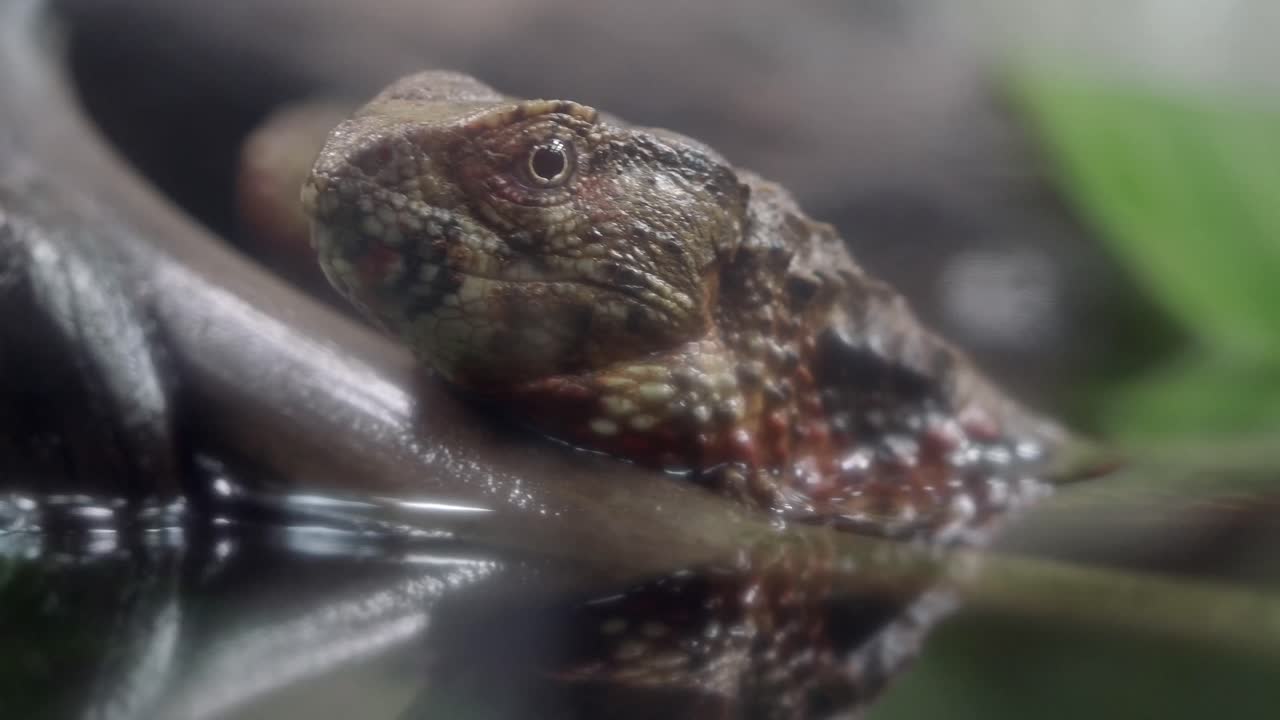 Close-up of a Lizard Resting in Water