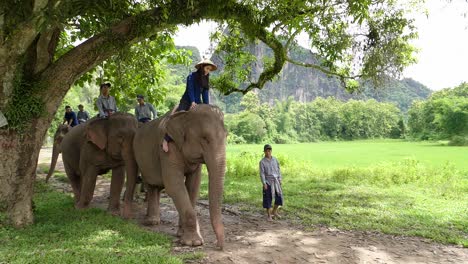 people riding elephants in a natural landscape