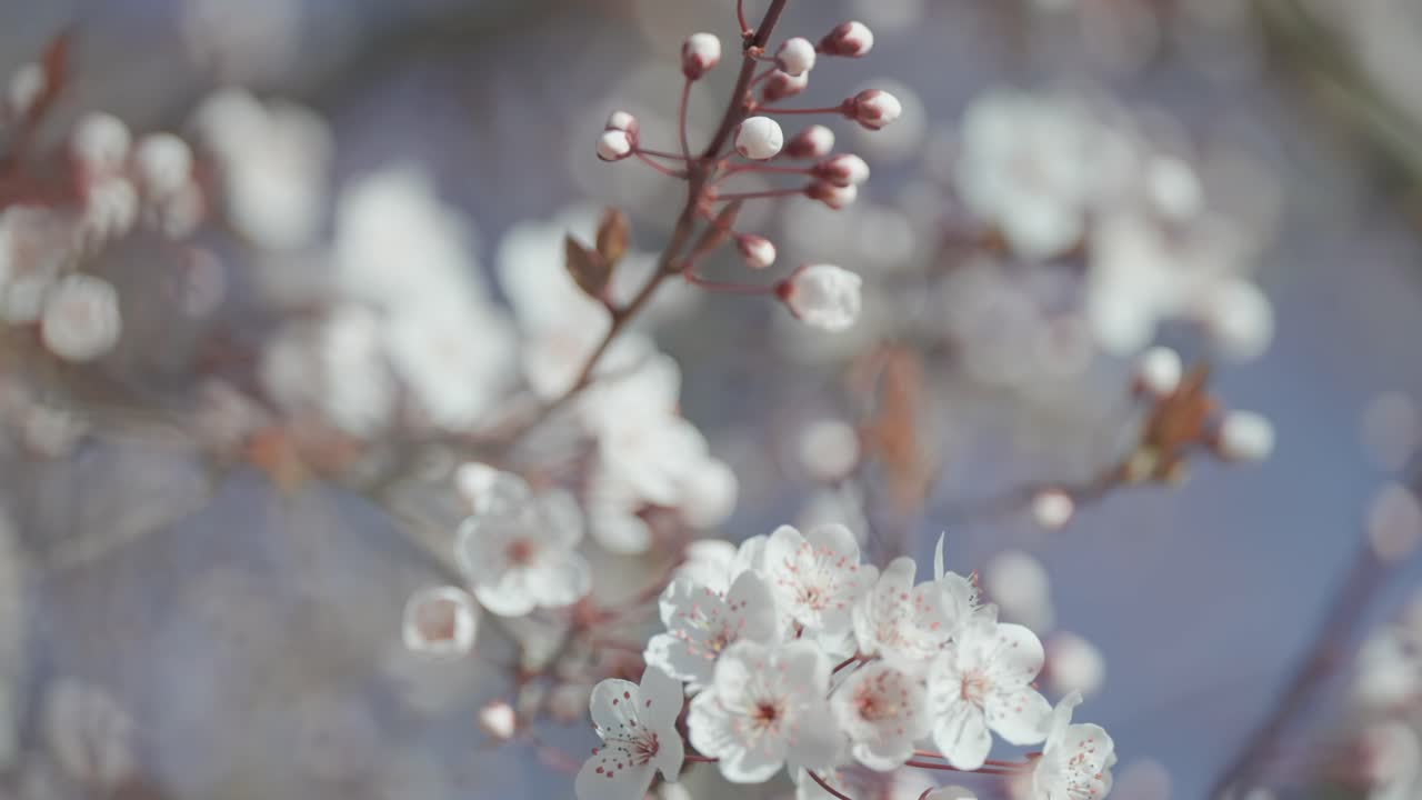 un primer plano de las delicadas flores de cerezo en pleno florecimiento contra un cielo azul suave